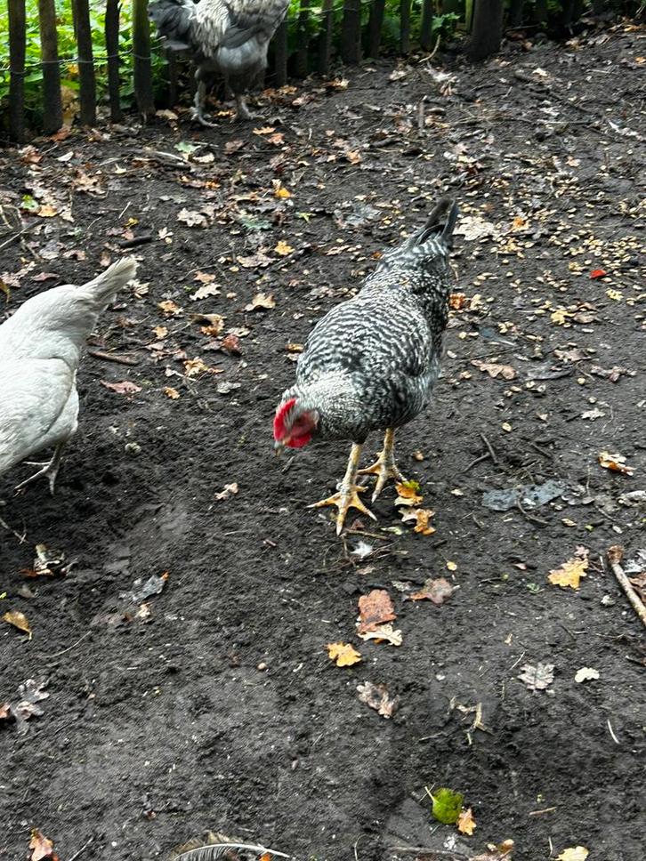 hanen kleurleggers, Dieren en Toebehoren, Pluimvee, Kip, Mannelijk