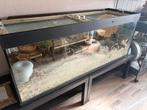 Aquarium met hamster, Dieren en Toebehoren, Knaagdieren en Konijnen | Hokken en Kooien, Ophalen, 110 cm of meer, 60 tot 90 cm