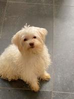 Maltipoo puppy’s, 15 weken tot 1 jaar, Overige rassen, CDV (hondenziekte), Meerdere
