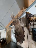 opgezet sikahert shoulder borst preparaat hert, Ophalen of Verzenden, Nieuw, Hert, Opgezet dier