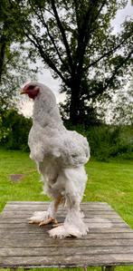 Grote brahma hanen (parelgrijs & porselein), Dieren en Toebehoren, Pluimvee, Mannelijk, Kip