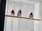 Spitstaarten 2025 1 man 2 poppen, Dieren en Toebehoren, Vogels | Overige Vogels, Meerdere dieren