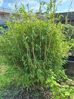 bamboeplanten- fargesia murielllea, Volle zon, Vaste plant, Bloeit niet, Ophalen