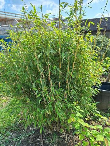 bamboeplanten- fargesia murielllea beschikbaar voor biedingen