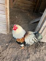 Wyandotte haan, 7 maand, Mannelijk, Kip