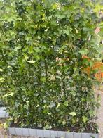 Hedera kant en klaar hagen 120x120 en 120x180 cm, Ophalen of Verzenden, Overige soorten, 100 tot 250 cm