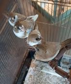 Japanse meeuwtjes, Geslacht onbekend, Tropenvogel