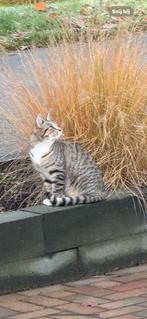 Van wie is deze poes ?, Dieren en Toebehoren, Vermiste en Gevonden Dieren