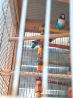 Agapomis personata, Dieren en Toebehoren, Vogels | Parkieten en Papegaaien, Meerdere dieren, Dwergpapegaai of Agapornis