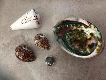 Schelpen  abalone beschikbaar voor biedingen