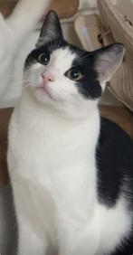 Lieve mattie zoekt een fijn huisje, Dieren en Toebehoren, 0 tot 2 jaar