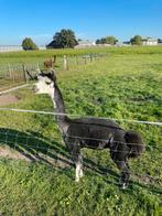 Alpaca hengst, Dieren en Toebehoren, Overige Dieren, Mannelijk, Voor 1 juli 2024