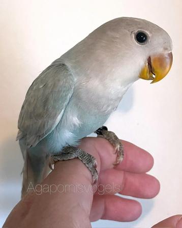 Jonge Agapornis roseicollis. / dwergpapegaai marbled beschikbaar voor biedingen