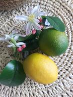Decoratiefruit citroen + limoen Parlane kunstfruit 2x Nieuw, Ophalen of Verzenden, Nieuw, Binnen