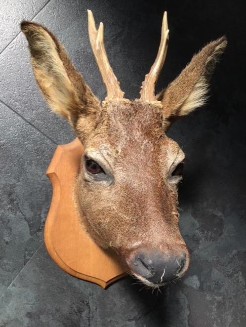 Prachtig opgezet hertenkopje, Verzamelen, Dierenverzamelingen, Zo goed als nieuw, Opgezet dier, Hert, Ophalen of Verzenden