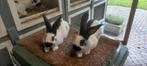 Groot Lotharinger, Dieren en Toebehoren, Mannelijk, Groot, 0 tot 2 jaar