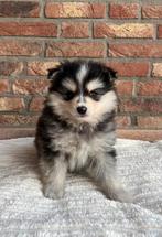 Mooie pomsky puppy’s, Parvo, Overige rassen, 8 tot 15 weken, Meerdere