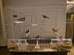 Zebravinken + bijbehorende kooi te koop., Dieren en Toebehoren, Vogels | Kanaries, Meerdere dieren, Zangkanarie