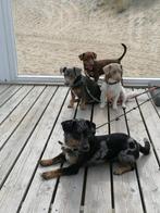 Jack Russell Blue merle, Choco / Lilac and tan dekreu, Particulier, Rabiës (hondsdolheid), 1 tot 2 jaar, Reu