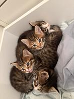 Pixie Bob Kittens, Dieren en Toebehoren, Katten en Kittens | Overige Katten, Meerdere dieren, 0 tot 2 jaar