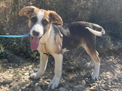 Pup Ziggy, een lief, sociaal en vrolijk mannetje, Dieren en Toebehoren, Honden | Niet-rashonden, Middel, Reu, Particulier, Eén hond
