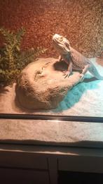 Baardagaam, Dieren en Toebehoren, Reptielen en Amfibieën, Hagedis, 3 tot 6 jaar