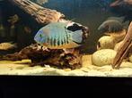 3 Heros Severum, Vis