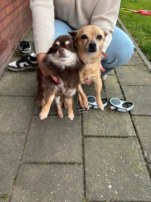 2 chihuahua’s, Dieren en Toebehoren, Honden | Chihuahua's en Gezelschapshonden, Meerdere dieren, Chihuahua, Particulier, Meerdere
