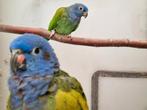 Zwartoor pionus gezocht, een man., Mannelijk, Parkiet