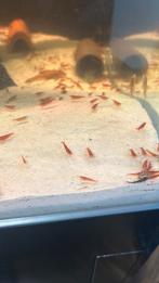 Vuurgarnalen (actie), Dieren en Toebehoren, Kreeft, Krab of Garnaal, Zoetwatervis, Schoolvis