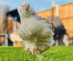Gezocht broedeieren van faverolles, Dieren en Toebehoren, Pluimvee, Geslacht onbekend, Kip