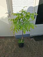 Walnoot boom, Ophalen, 100 tot 250 cm, Zomer