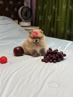 Pomeriaan puppy in Nederland geboren, Dieren en Toebehoren, Keeshond, CDV (hondenziekte), 8 tot 15 weken, Teef