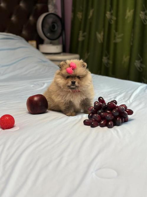 Pomeriaan puppy in Nederland geboren, Dieren en Toebehoren, Honden | Poolhonden, Keeshonden en Oertypen, Teef, Keeshond, Particulier