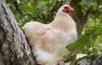 "Lichte" kleur Cochin krielkippen, Dieren en Toebehoren, Pluimvee, Vrouwelijk, Kip