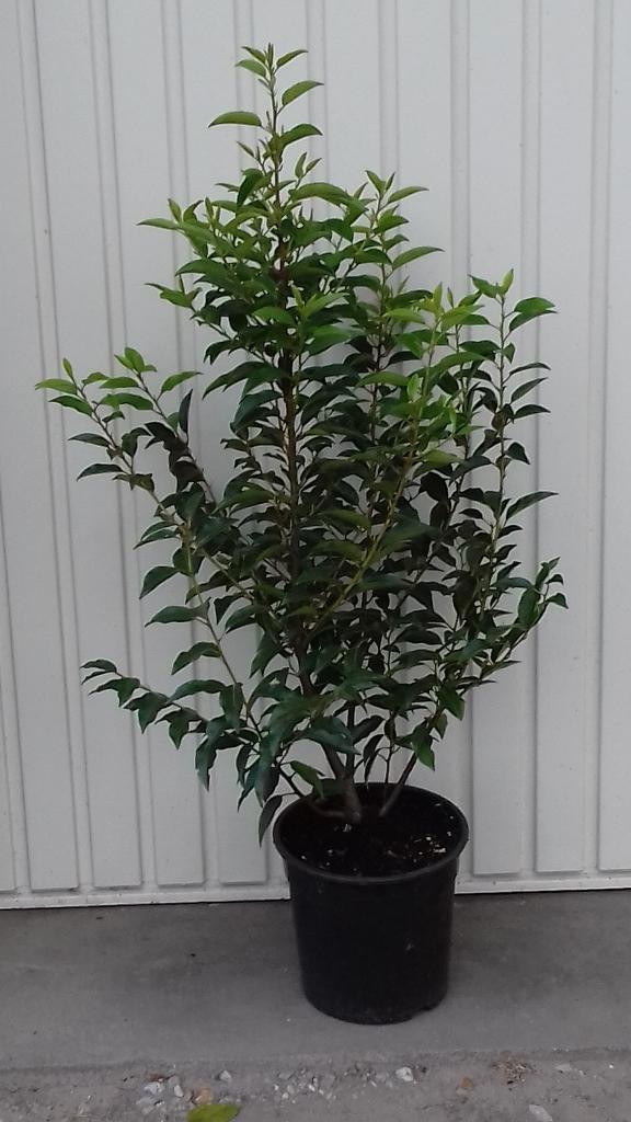 Portugese laurier prunus lustanica angustifolia, Tuin en Terras, Planten | Tuinplanten, Vaste plant, Overige soorten, Halfschaduw