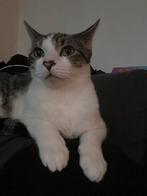 Kat stitch, Dieren en Toebehoren, Katten en Kittens | Overige Katten, Kater