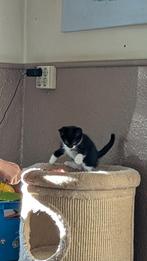 Tamme kittens, Dieren en Toebehoren, Katten en Kittens | Dekkaters, 0 tot 2 jaar