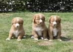 Nova Scotia Duck Tolling Retriever pups met stamboom# Toller, Overige rassen, CDV (hondenziekte), 8 tot 15 weken, Meerdere