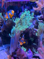 Capnella Kenia Tree Neon Toxic Groen 10 cm hoog, Dieren en Toebehoren, Overige typen, Zoutwatervis