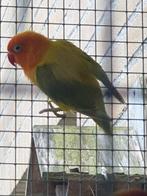 Euwing man, Mannelijk, Dwergpapegaai of Agapornis, Geringd