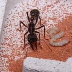 Myrmecia pyriformis koninginnen beschikbaar, Mieren