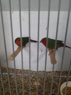 Diverse tropen, Dieren en Toebehoren, Meerdere dieren