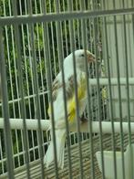 Mooi majoor putter Egelhed Man 2025, Dieren en Toebehoren, Vogels | Overige Vogels, Mannelijk, Wildzangvogel