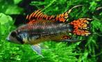 aquariumvissen DWERG CICHLIDE vele soorten prachtig op kleur, Dieren en Toebehoren, Vis