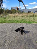 Field Trial labrador pups, Dieren en Toebehoren, Honden | Retrievers, Spaniëls en Waterhonden, België, Particulier, Labrador retriever