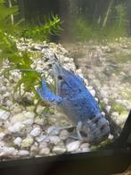 Blauwe Florida kreeften, Dieren en Toebehoren, Vissen | Aquariumvissen, Kreeft, Krab of Garnaal, Zoetwatervis
