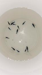 Blauwe Garnalen/Blue Dream, Dieren en Toebehoren, Vissen | Aquariumvissen, Kreeft, Krab of Garnaal