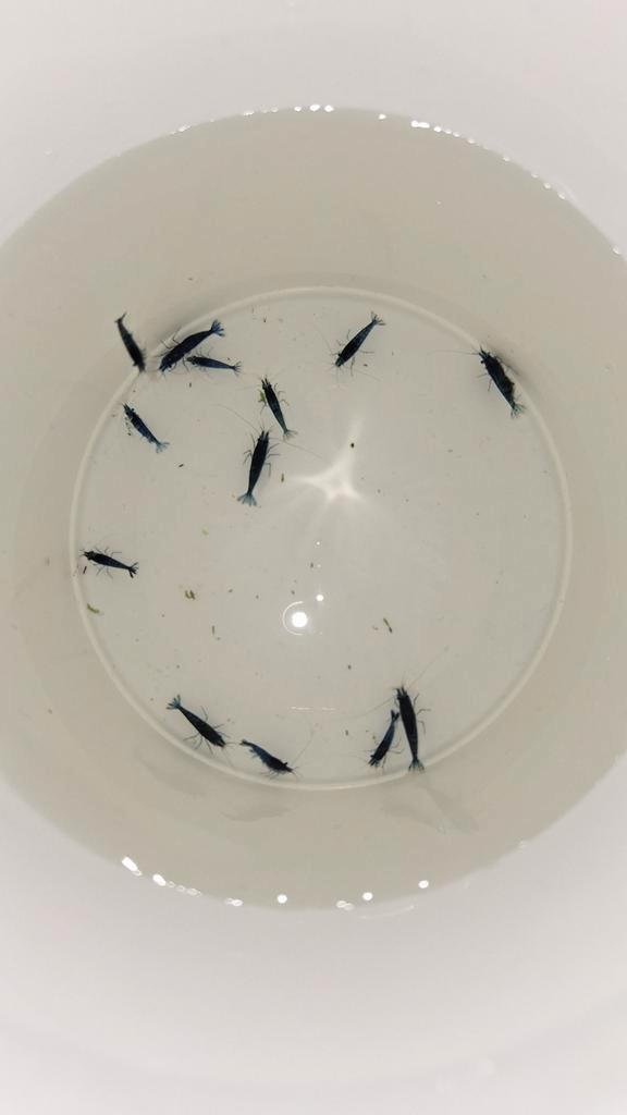 Blauwe Garnalen/Blue Dream, Dieren en Toebehoren, Vissen | Aquariumvissen, Kreeft, Krab of Garnaal