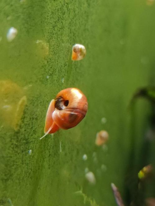 Posthoornslakken te koop, Dieren en Toebehoren, Vissen | Aquariumvissen, Zoetwatervis, Slak of Weekdier